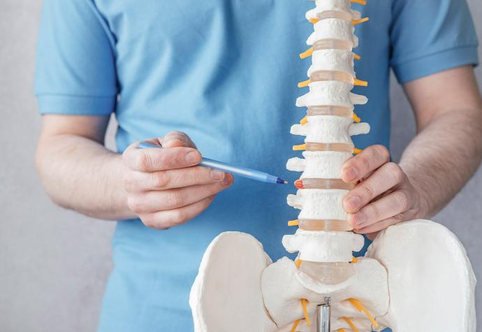 explicacion de como la quiropractica puede ayudarte usando un modelo de columna vertebral